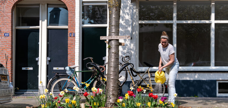 Gratis planten voor Utrechtse boomspiegels